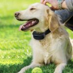 Say Goodbye to Annoying Barks: How an Anti-Bark Collar in NZ Can Help